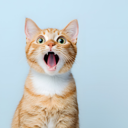 Ejemplo de diseño móvil